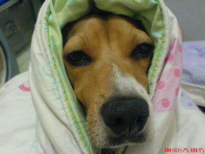 [DOG]睡覺有怪癖的紅豆妹妹！ - 阿祥的網路筆記本