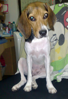 [DOG]紅豆的大老闆坐姿！ - 阿祥的網路筆記本