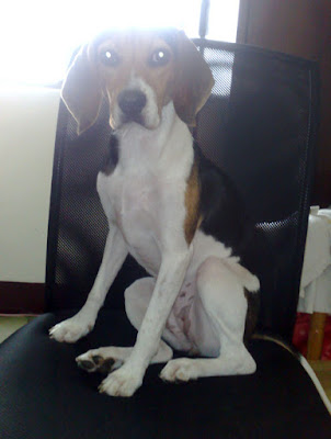 [DOG]紅豆的大老闆坐姿！ - 阿祥的網路筆記本