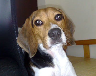 [DOG]紅豆的大老闆坐姿！ - 阿祥的網路筆記本