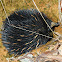 Echidna