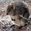 Quokka