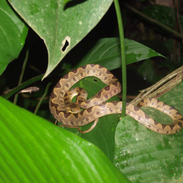 Reptiles and Amphibians of Costa Rica Project Noah