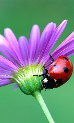 Ladybug HD Live Wallpaper