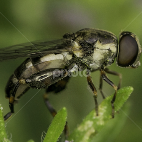 by Alberto Molinari - Animals Insects & Spiders