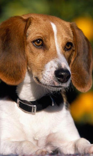 American Foxhound Wallpapers