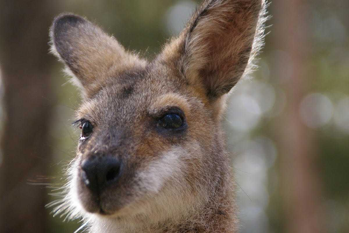 Red-necked Wallaby