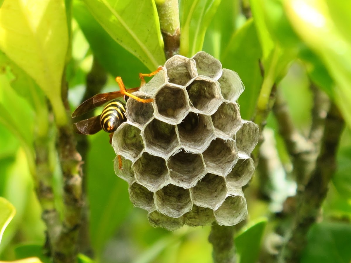 Wapi (Paper Wasp Nest)