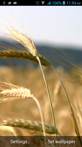 Wheat Live Wallpaper