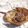 Horse shoe crab