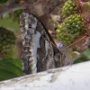 Great Banded Grayling Butterfly