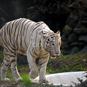 by Satyajit Sinha - Animals Lions, Tigers & Big Cats