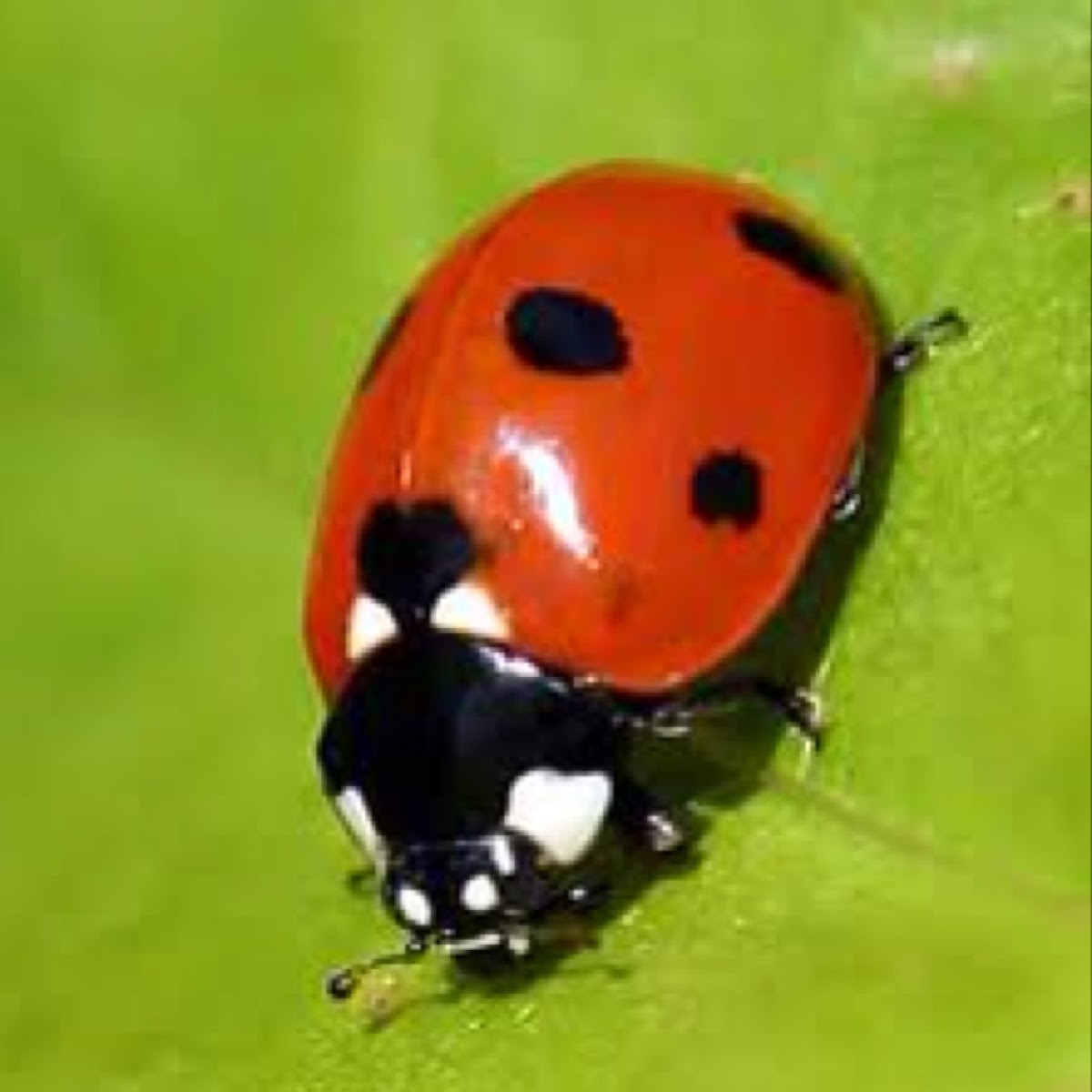 Ladybug