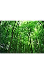 Lastest Relaxing Forest APK for PC