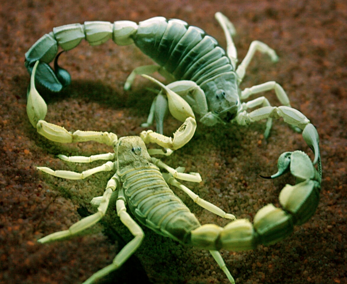 Yellow Fattail Scorpion