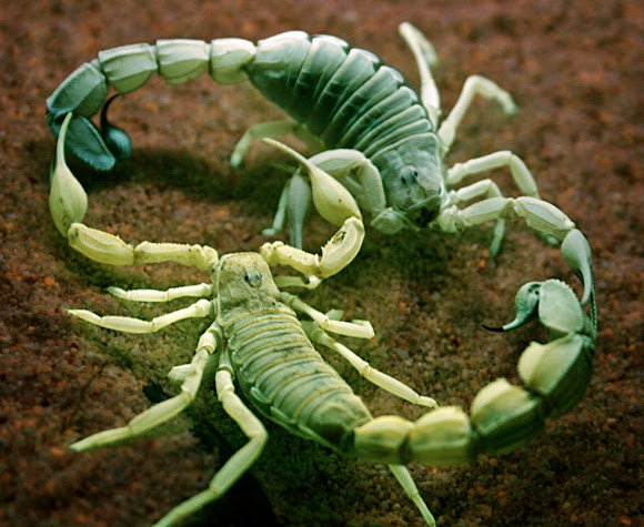 Yellow Fattail Scorpion | Project Noah