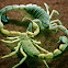Yellow Fattail Scorpion