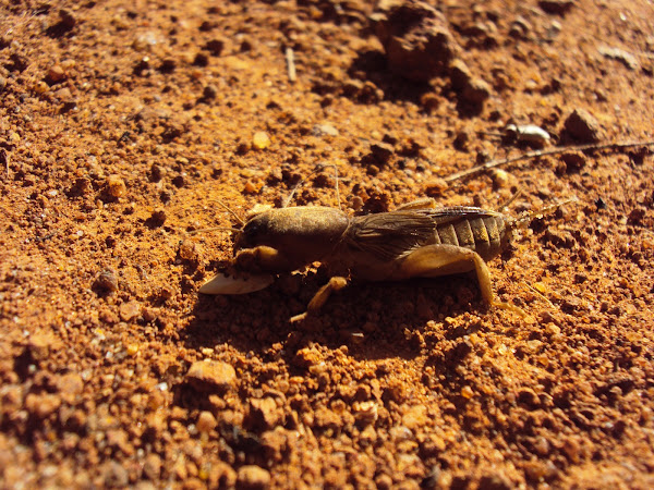 Mole cricket | Project Noah