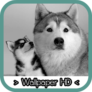 Siberian Husky Wallpapers.apk 1.0