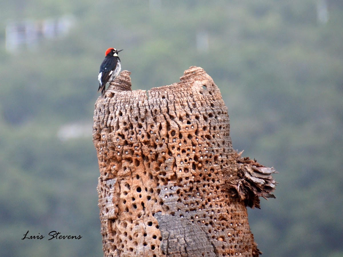 Acron Woodpecker