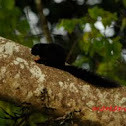 Borneo black-banded squirrel