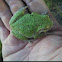 Gray Treefrog