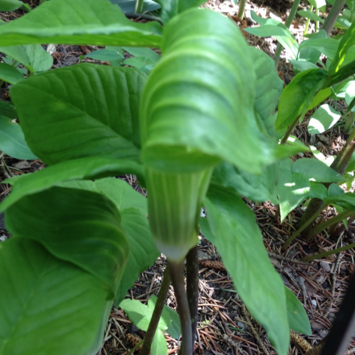 Jack-in-the-pulpit