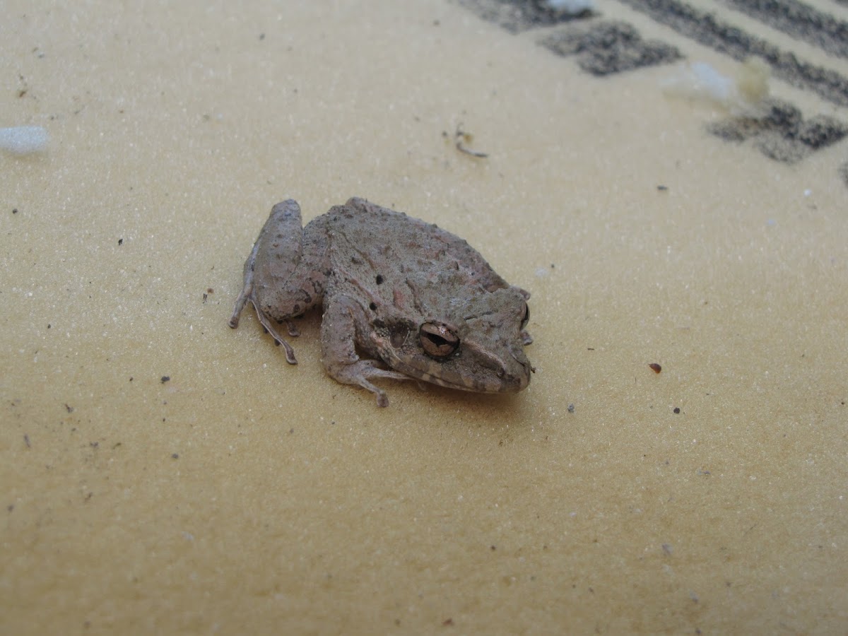Boulenger's Snouted Treefrog