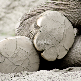 rest by Mindee Green - Animals Other Mammals