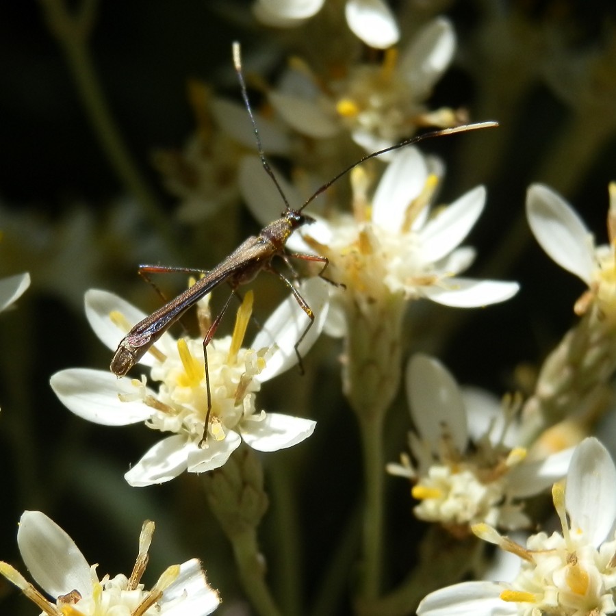 wasp-mimicking longicorn beetle