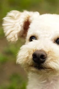 How to install Poodle Puzzle 1.1 mod apk for laptop