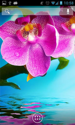 Orchids In Water IV