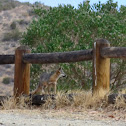 Catalina Island Gray Fox