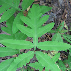 Netted Chain Fern