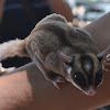 Sugar Glider