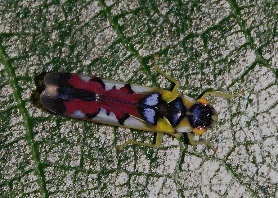 A Leafhopper