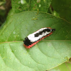 Shag-carpet Caterpillar