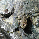 foothill yellow legged frog