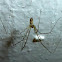 Harvest Spider