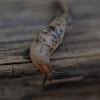 leopard slug, Tigerschnegel