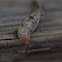 leopard slug, Tigerschnegel
