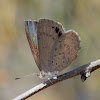 Varied Dusky-blue butterfly