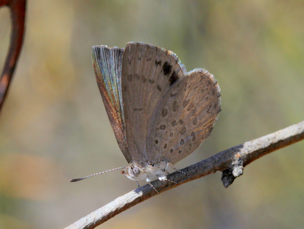 Varied Dusky-blue butterfly