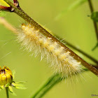 Virginia Tiger Moth Caterpillar