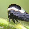 Portuguese helmet treehopper