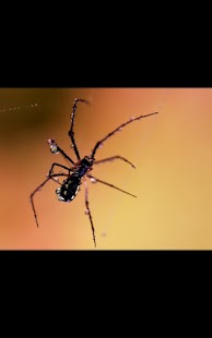 How to download My Photo Wall Spider LWP 1.02 apk for android