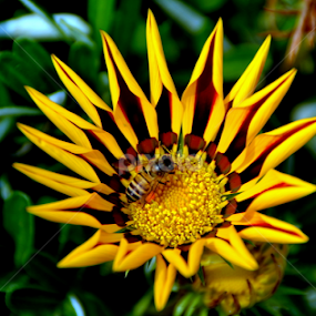 by Jyotirmoy Phukan - Flowers Single Flower