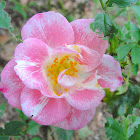 Unknown Rose