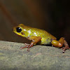 Mustard Poison Dart Frog