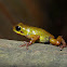 Mustard Poison Dart Frog